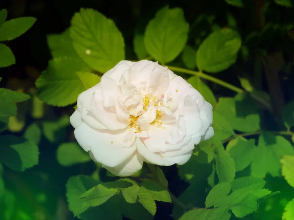 Beautiful White English Roses Flowers Natural Environment Garden Green Leaves — Stock Photo, Image
