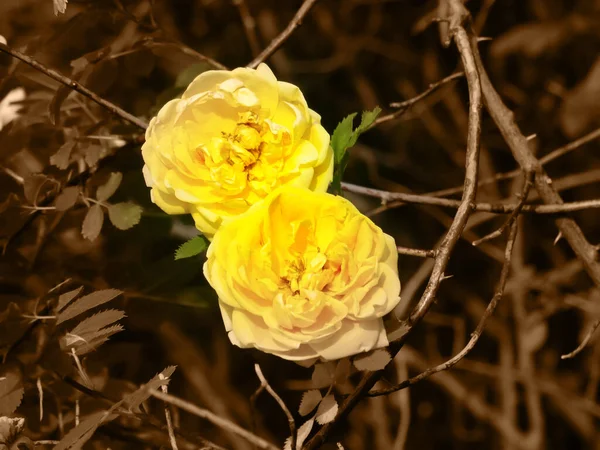 Rosa Amarilla Abierta Increíblemente Hermosa Jardín Arbusto Rosa — Foto de Stock