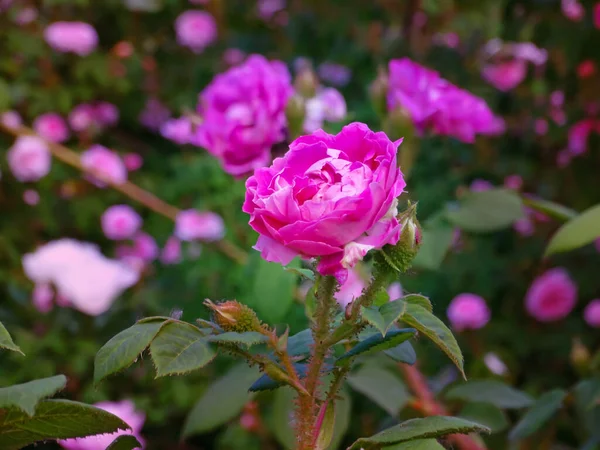 Beautiful pink rose in the garden. Rose bush. Close-up image.