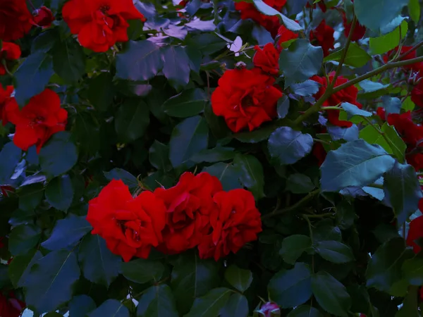 夏日明媚的背景下 夏日清晨花园中美丽的红玫瑰丛 — 图库照片