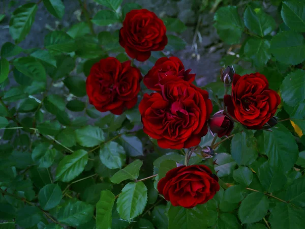 明るい夏の日の背景に夏の朝の庭で美しい赤いバラの茂み — ストック写真