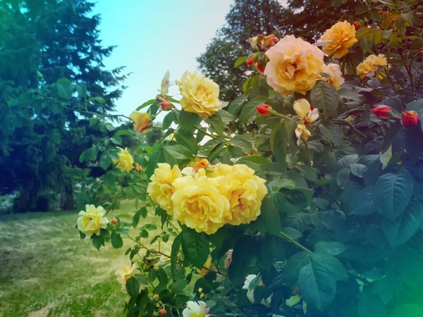 Open Incredibly Beautiful Yellow Rose Garden Rose Bush — Stock Photo, Image