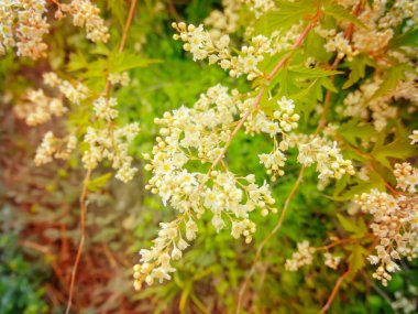 Stephanandra incisa çiçekleri. Rosaceae yaprak döken çalı. Stefanandra 'nın cüce çeşitliliği bahçe düzenlemesi için oyulmuş yapraklarla süslenmiş süs çiti..