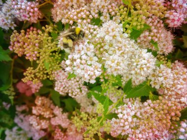 Japon spirea Spiraea japonica Küçük Prenses. Spiraea japonica albiflora yeşil çalı üzerinde beyaz çiçekler