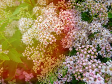 Japon spirea Spiraea japonica Küçük Prenses. Spiraea japonica albiflora yeşil çalı üzerinde beyaz çiçekler