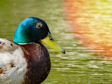 Erkek Mallard ördeği suda. Erkek yaban ördeği başı ve gagasının yakın çekimi.