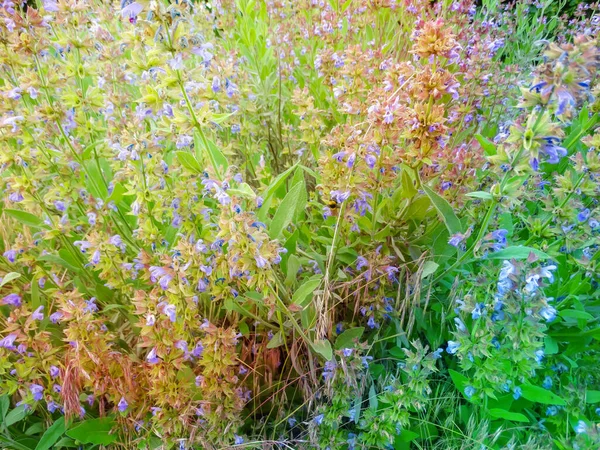 Närbild Vacker Blå Salvia Blomma Blommar Trädgården Med Suddig Bakgrund — Stockfoto