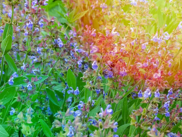 Close Beautiful Blue Salvia Flower Blooming Outdoor Garden Blurred Background — Stock Photo, Image
