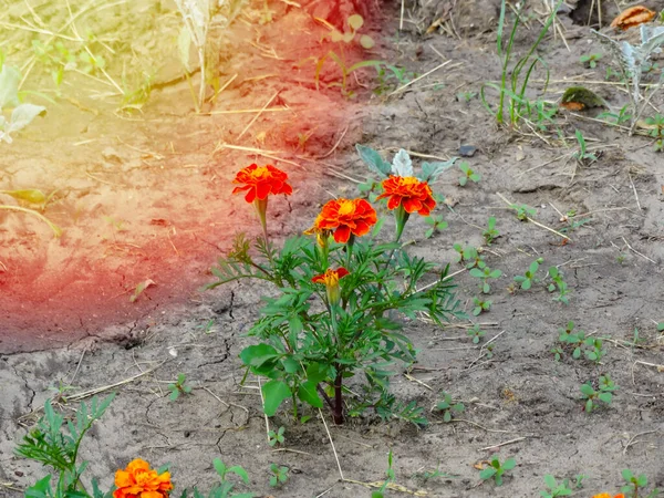Orange Marigolds Flowers Green Background Summer Day Macro Photography Blooming — Stock Photo, Image