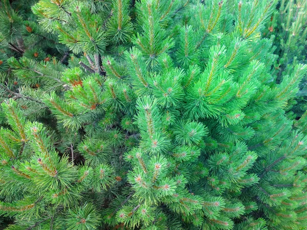 Mountain Pine Dwarf Mountain Pine Scrub Mountain Pine — Stock Photo, Image