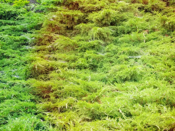 Młoda Zieleń Żółtymi Wierzchołkami Gałązek Juniperus Pfitzeriana Lub Juniperus Media — Zdjęcie stockowe