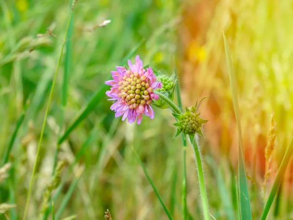 Close Pink Colored Field Scabious Knautia Arvensis Blooming Green Meadow — Stock Photo, Image