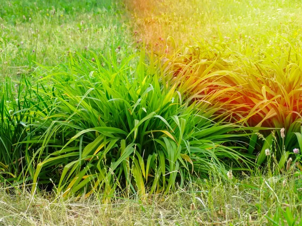Cymbopogon nardus, daha çok limon otu ya da sitronella olarak bilinen, Asya 'nın tropikal bölgelerinde yetişen bir çim türüdür.