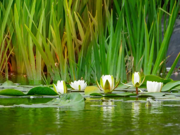 Квіти Білі Німфаеа Альба Які Зазвичай Називають Водяною Лілілією Або Стокова Картинка