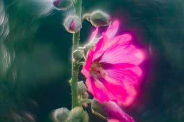 Pembe çiçekler kapanıyor. Yüksek ya da Uzun Mallow bitkisel bitkidir. Çiçekler büyük, gösterişli, mor ve koyu renkli. Malva Sylvestris, Malvaceae familyasından bir kuş türü. Bu bitki iyi bir yemek..