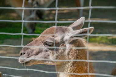 Llama kalenin arkasında. Hayvanlar için esaret kavramı. Hayvanat bahçesindeki bir hayvan. Hayvanat bahçesinde ızgaranın arkasında üzgün bir hayvan.