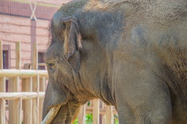 Bir filin kafası kadar yakın. Fil, yaz mevsiminin sıcağından gelen kum ve toz serpiştirilmiş.