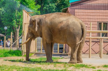 Kiev hayvanat bahçesindeki fil, tam kenar manzaralı fotoğraf.