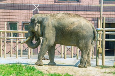 Kiev hayvanat bahçesindeki fil, tam kenar manzaralı fotoğraf.