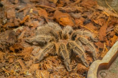 Şili Gülü Saçlı Tarantula Grammostola Gülü. En uysal tarantulalardan biri. Bu genellikle insanların satın alırken aradıkları ilk tarantula. Seçici odak ile yakın plan