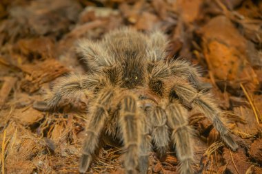 Şili Gülü Saçlı Tarantula Grammostola Gülü. En uysal tarantulalardan biri. Bu genellikle insanların satın alırken aradıkları ilk tarantula. Seçici odak ile yakın plan