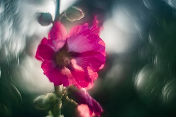 Les Fleurs Roses Rapprochent Grande Mauve Est Une Plante Herbacée — Photo