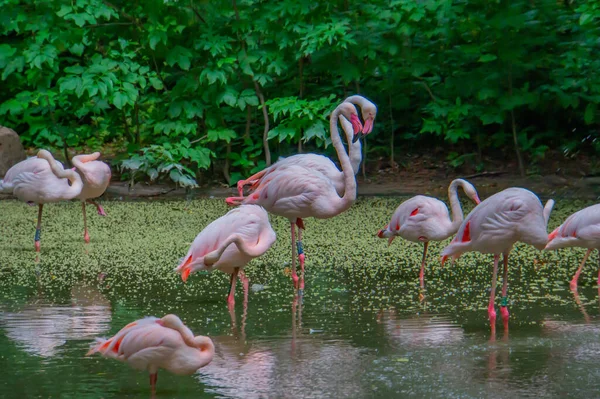 Flamingo Rosa Cerca Animales Del Zoológico Bandada Flamencos Una Bandada — Foto de Stock