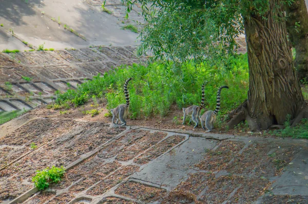 Dorsi Dei Lemuri Dalla Coda Anello Sono Grigi Bruni Rosati — Foto Stock