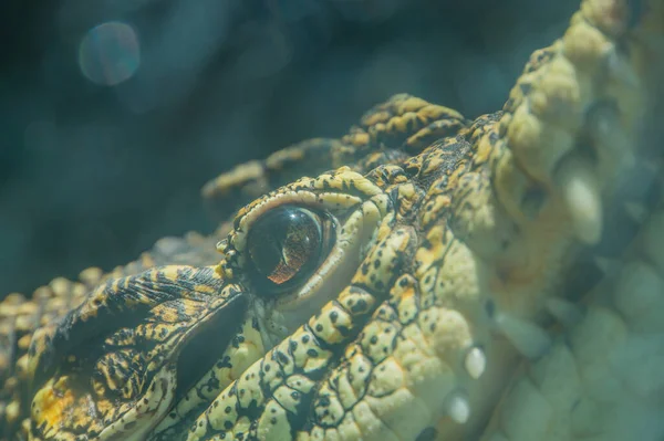 Глаз Желтого Крокодила Реке Крупный План Ужасающего Жёлтого Глаза Динозавров — стоковое фото