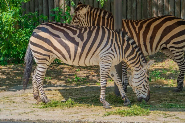Plains Zebra Equus Quagga Equus Burchellii Common Zebra Zebra Stands — Stock Photo, Image