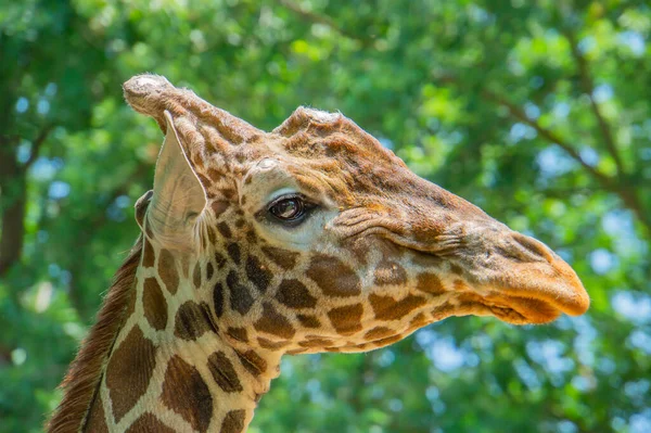 Ritratto Testa Giraffa Profilo Sullo Sfondo Prato Con Bel Bokeh — Foto Stock