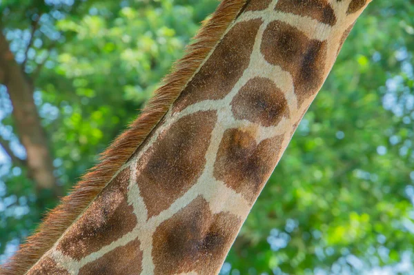 Detail Žirafím Krku Zblízka Žirafí Kůži Texturovaná Kůže Žirafy — Stock fotografie