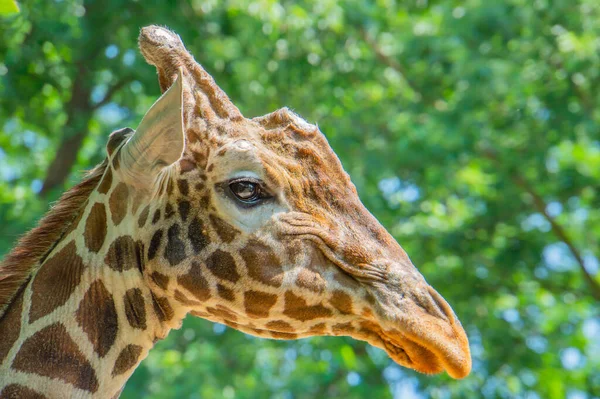 Giraffenkopf Porträt Profil Hintergrund Ist Eine Wiese Mit Schönem Bokeh — Stockfoto