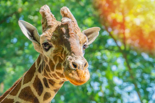 Osamělá Žirafa Vypadá Zvědavě Herní Rezervě Portrét Mladé Žirafy Jak — Stock fotografie
