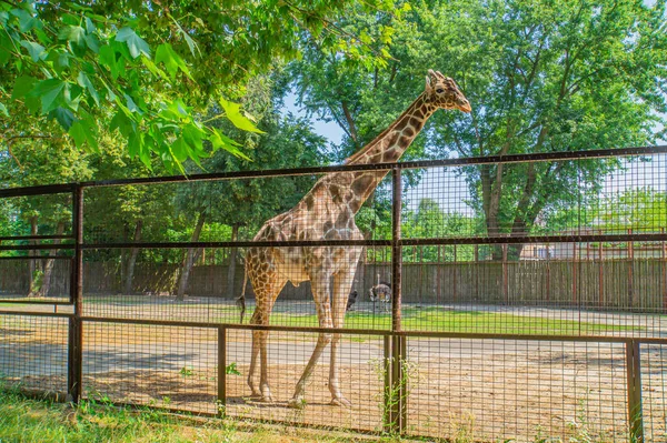 Masajská Žirafa Stojí Keřů Slunci Zoo — Stock fotografie