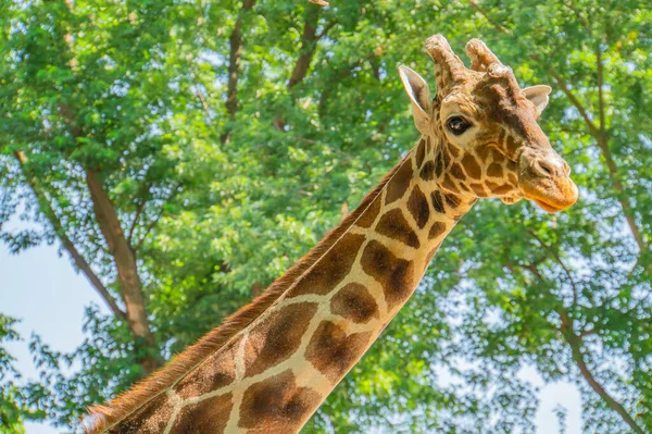 Meraklı Zürafa Kafandan Çektiğin Portreye Yakından Bakıyor Doğada Bulanık Yeşil — Stok fotoğraf