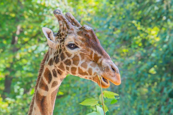Portrét Žirafy Sahající Listí Nataženým Krkem Jazykem Sahajícím Vysoké Větvi — Stock fotografie
