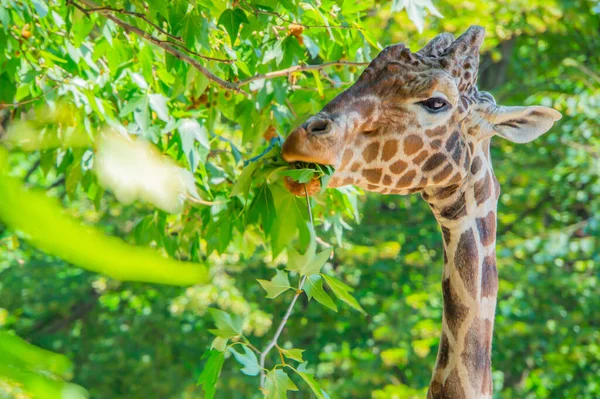 Portrét Žirafy Sahající Listí Nataženým Krkem Jazykem Sahajícím Vysoké Větvi — Stock fotografie