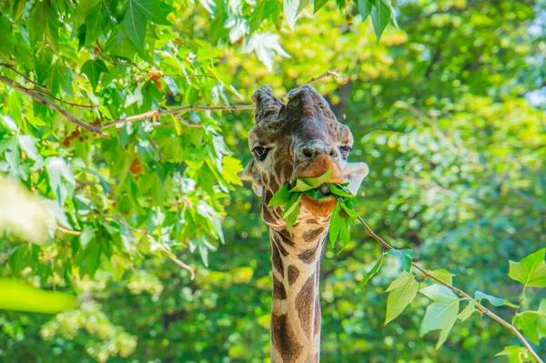 Yapraklara Uzanan Bir Zürafa Portresi Boynu Dili Uzatılmış Bir Şekilde — Stok fotoğraf