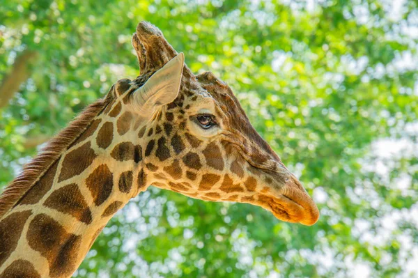 Retrato Cabeça Girafa Perfil Fundo Prado Com Bokeh Agradável Cabeça — Fotografia de Stock