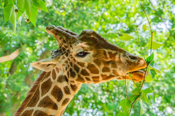 Yapraklara Uzanan Bir Zürafa Portresi Boynu Dili Uzatılmış Bir Şekilde — Stok fotoğraf