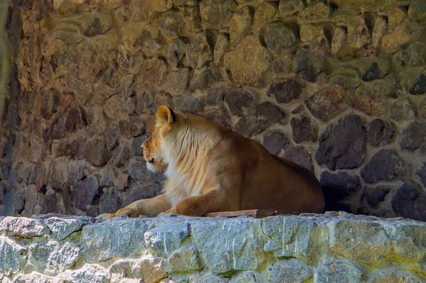 Pose Profil Lionne Gros Chat Safari Animalier Lionne Dans Fusil — Photo