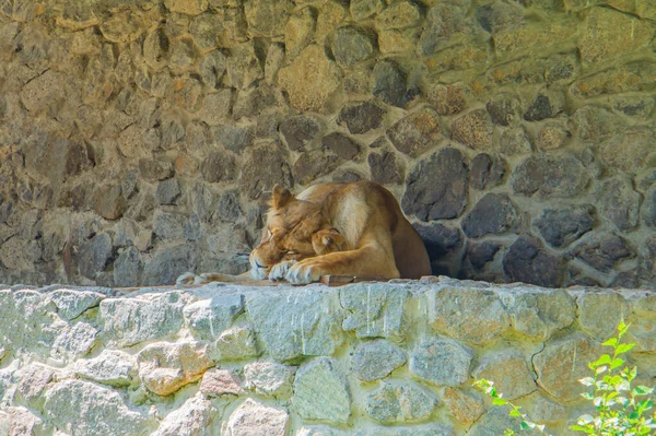 Lioness Dormir Dans Soleil Sur Rock Une Lionne Panthera Leo — Photo