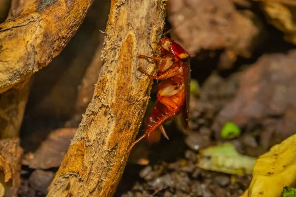 Hamamböcekleri Blattodea 'ya ait parafilletik bir böcek grubudur. Hamamböcekleri eski bir gruptur. Onlar sıradan ve dayanıklı böcekler. Süper sipariş Dictyoptera. Kahverengiden koyu kahverengiye.