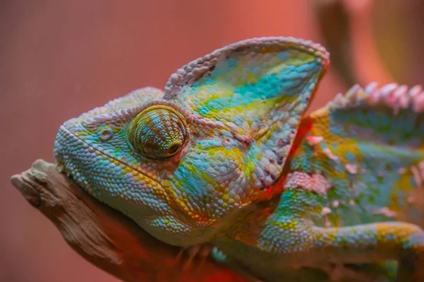 Chameleon close up. Multicolor Beautiful Chameleon closeup reptile with colorful bright skin. The concept of disguise and bright skins. Exotic Tropical Pet. Chameleon Eye Close up