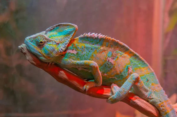 Bukalemun yakın plan. Çok renkli güzel bir bukalemun yakın plan parlak ciltli bir sürüngen. Kamuflaj ve parlak deriler kavramı. Egzotik tropikal hayvanlar