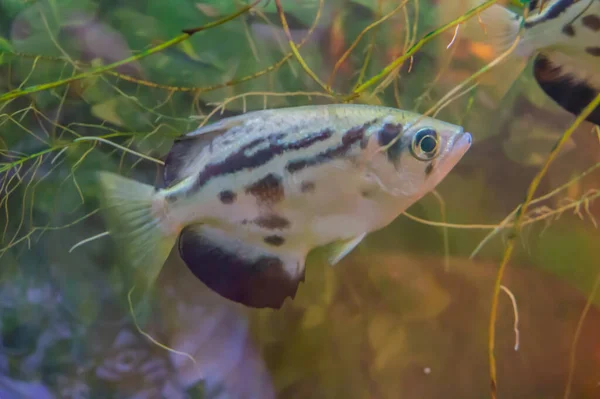 Archerfish Spinner Fish Archer Fish Form Monotypic Family Toxotidae Fish — Foto Stock