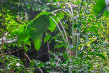 Tropik muz yaprağı, yeşil arka plan. Palmiye ağaçları ve diğer ağaçlarla dolu sakin orman manzarası, büyük yapraklar.