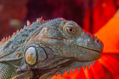Keresteye tutunmuş güzel derili kırmızı iguana başını yakın çekim. Sarı albino iguana kafası siyah arkaplanda izole edildi