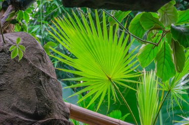 Ormandaki tropik bir ağacın hayran şeklindeki yeşil yaprağı. Tenerife, Kanarya Adaları bahçesindeki Washingtonia filifera palmiyesi. Tropik bitki konsepti..